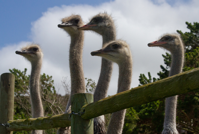 Curious Ostriches